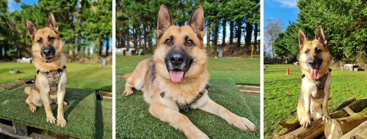 Adopt Bertie, male 3yo Mixed Breed for adoption at Hope Rescue, Pontyclun