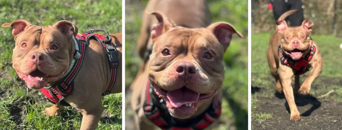 Adopt Betty, female American Pocket Bully for adoption at Pontyclun