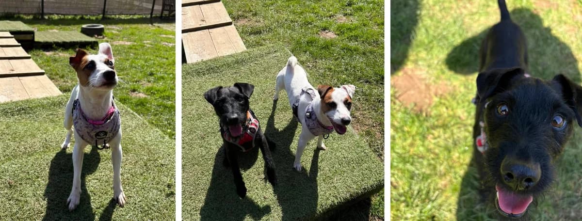 Adopt Dahlia and Patty, female Patterdale Terrier for adoption at Pontyclun