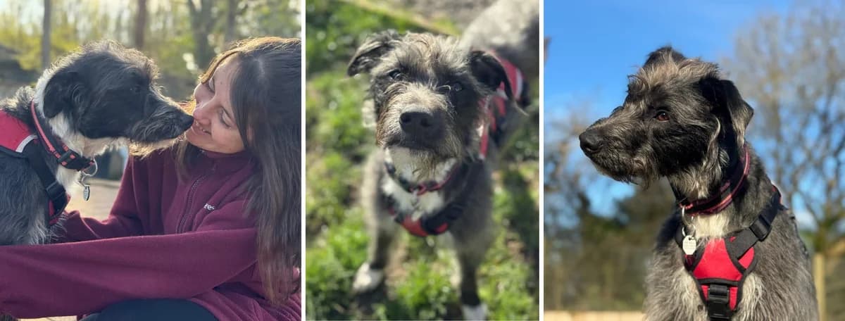 Adopt Delilah, grey female Lurcher for adoption at Hope Rescue, Pontyclun