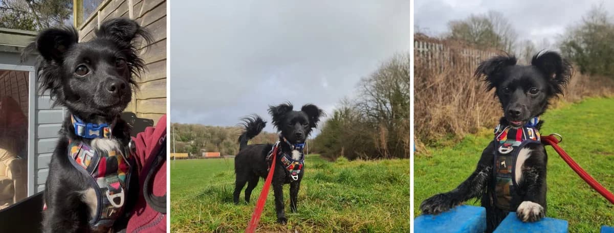 Adopt Dilly, female Mixed Breed for adoption at Pontyclun