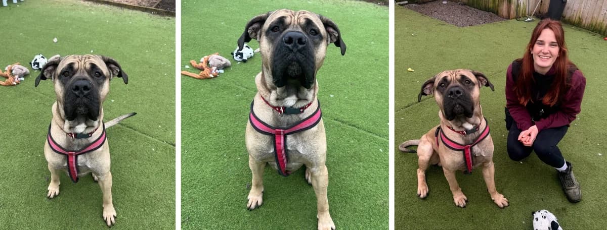 Adopt Faraaz, male Presa Canario for adoption at Pontyclun