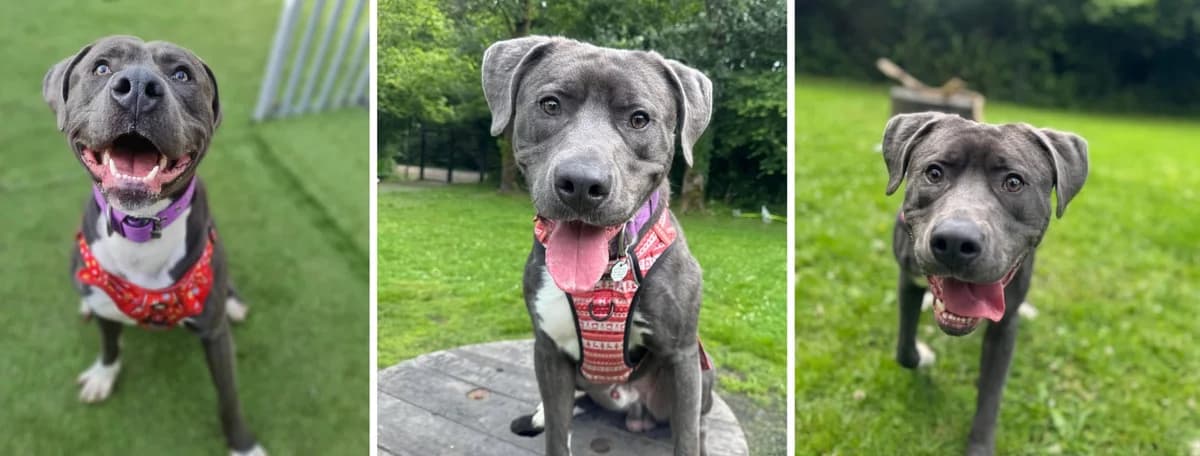 Adopt Gordon, male Cane Corso for adoption at Pontyclun