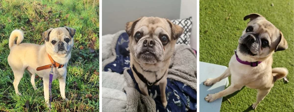 Adopt Jim, male Mixed Breed for adoption at Pontyclun