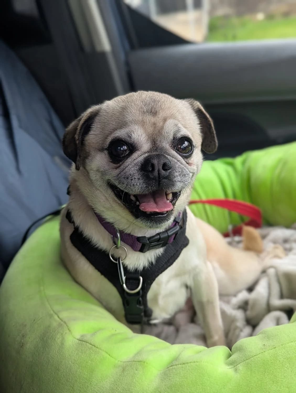 Adopt Jim, fawn male Mixed Breed for adoption at Hope Rescue, Pontyclun — photo 5 of 38