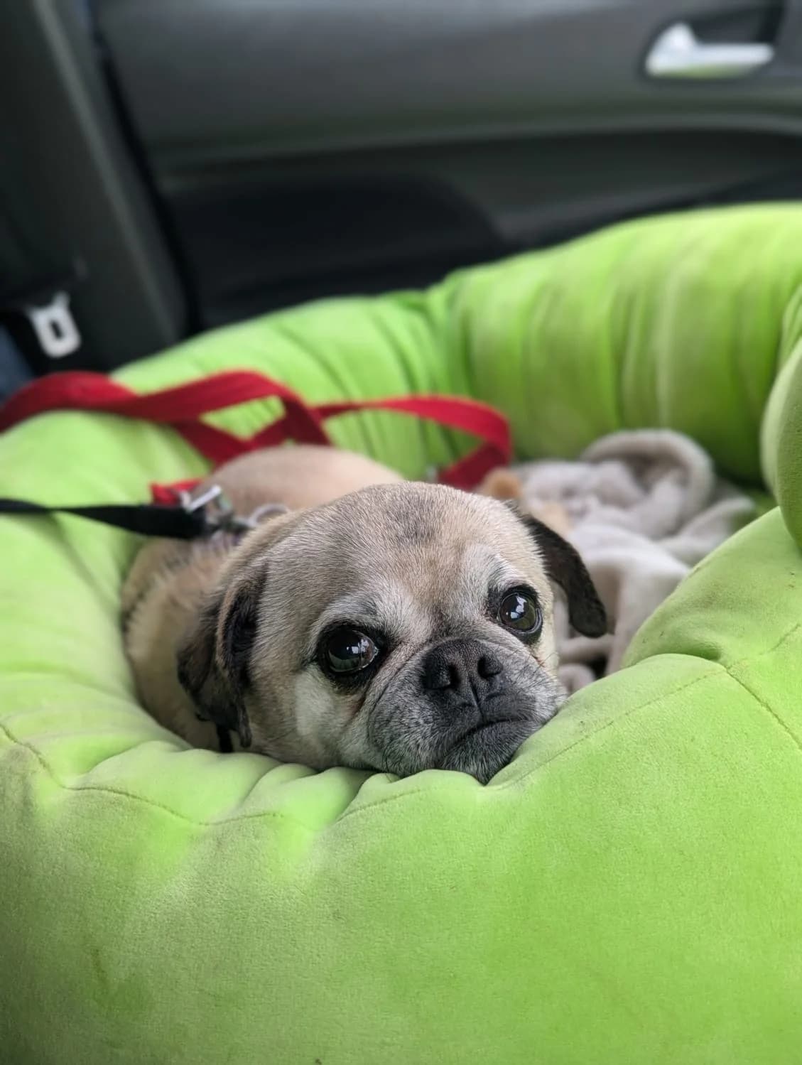 Adopt Jim, fawn male Mixed Breed for adoption at Hope Rescue, Pontyclun — photo 6 of 38