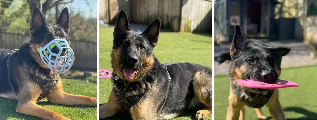 Adopt Kevin, Mixed Breed (Hope Rescue)