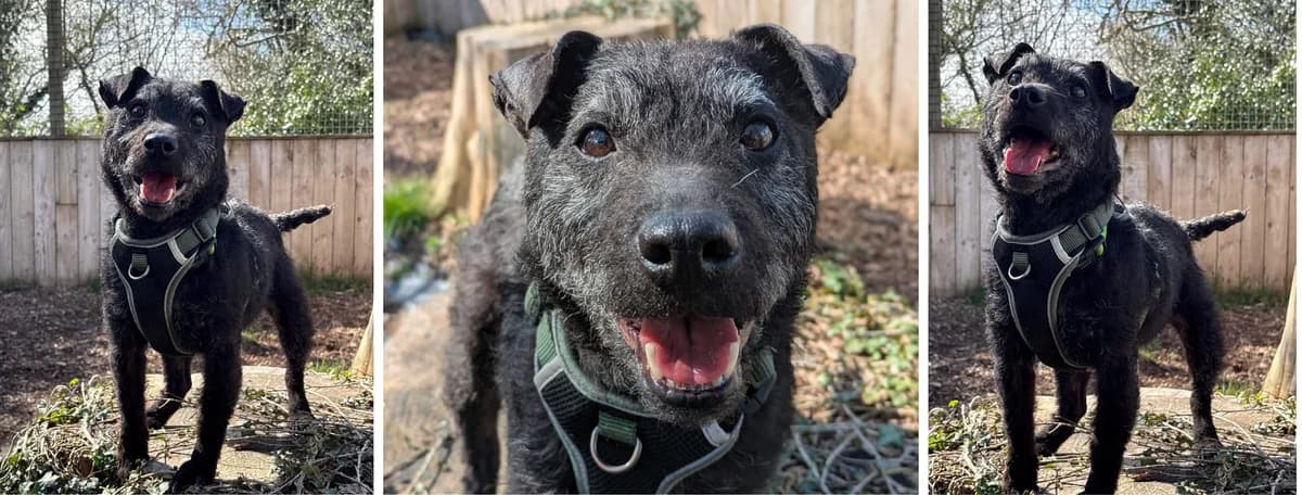 Adopt Margaret, female Patterdale Terrier for adoption at Pontyclun