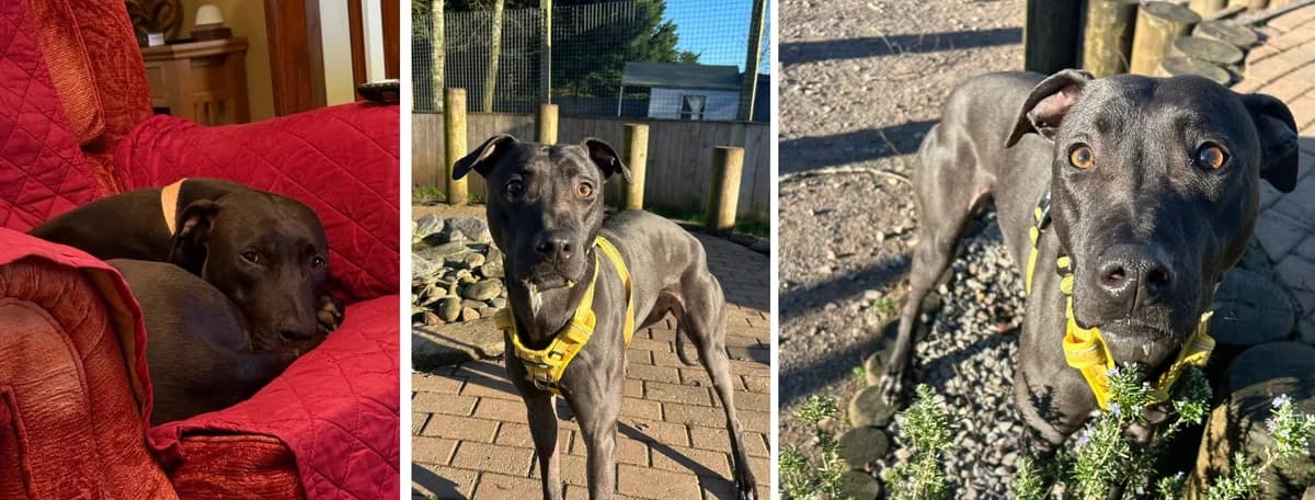 Adopt Marina, female Mixed Breed for adoption at Pontyclun