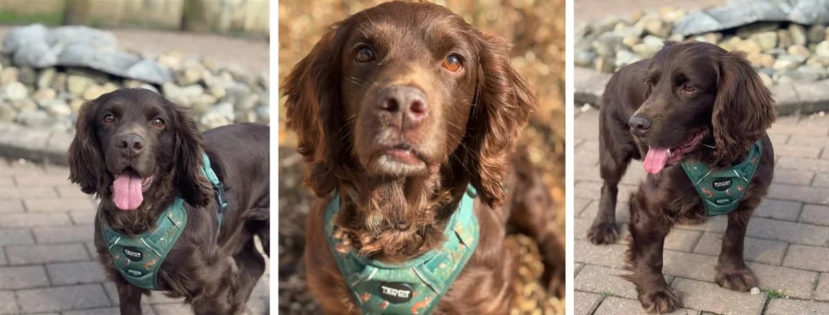 Adopt Murphy, male Mixed Breed for adoption at Pontyclun