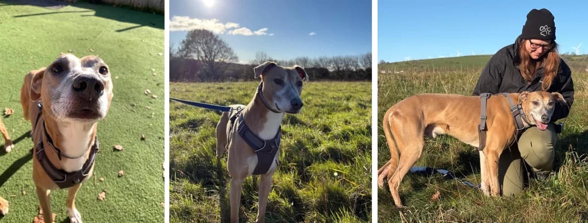 Adopt Noel, male Mixed Breed for adoption at Pontyclun