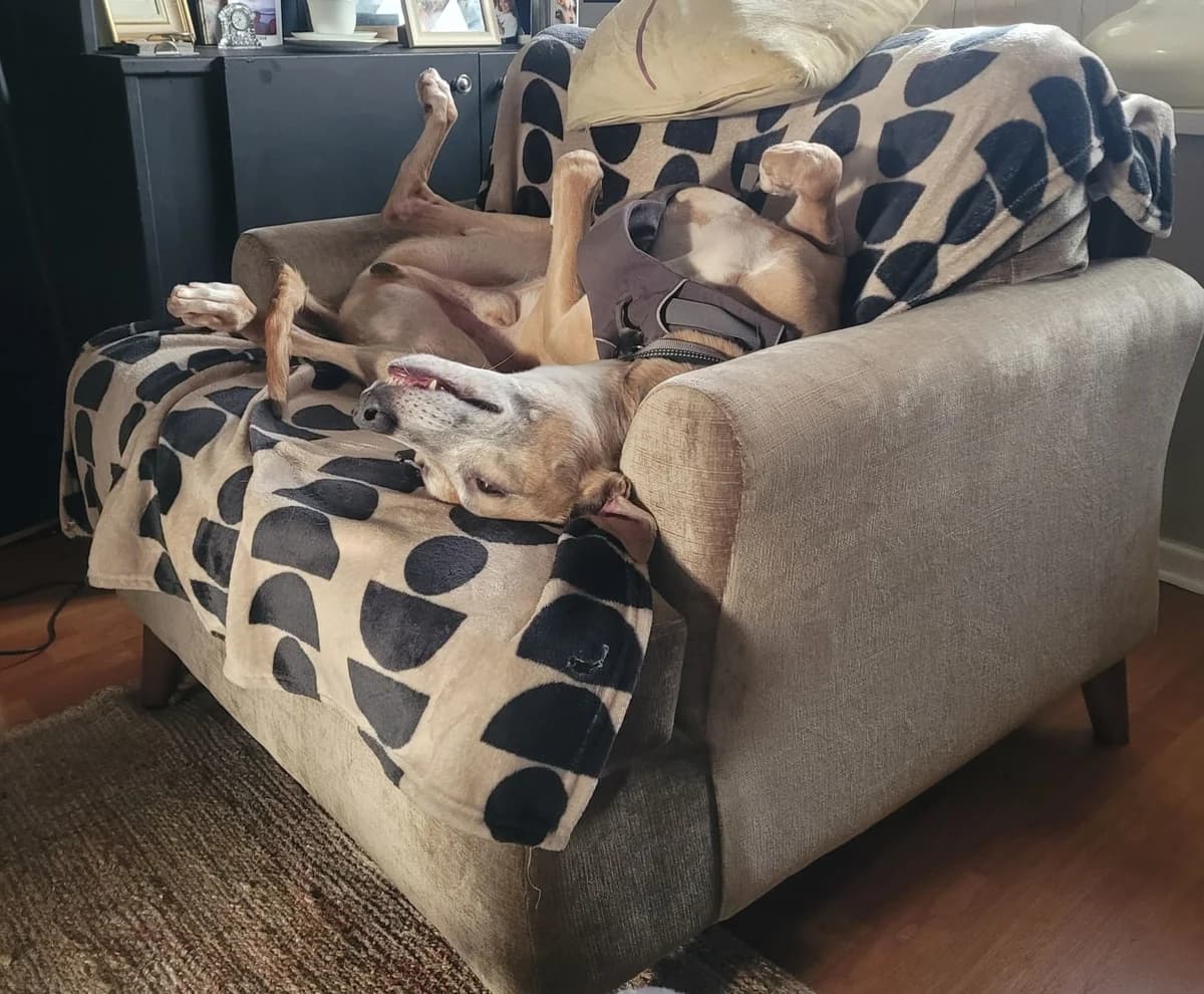 Adopt Noel, male Mixed Breed for adoption at Hope Rescue, Pontyclun — photo 5 of 38