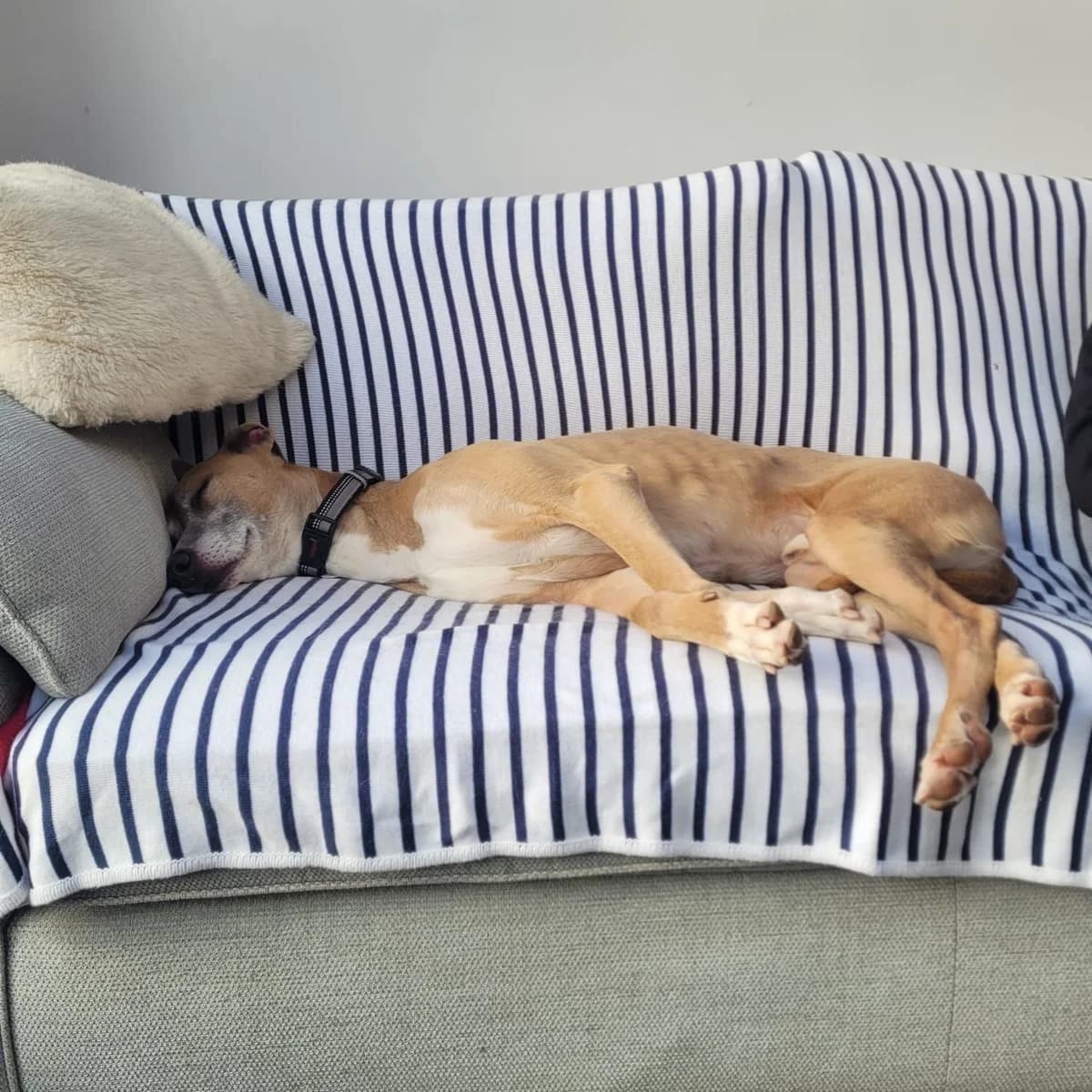 Adopt Noel, male Mixed Breed for adoption at Hope Rescue, Pontyclun — photo 6 of 38