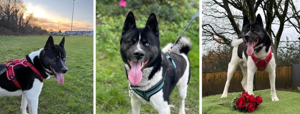 Adopt Rocky, male young Akita for adoption at Hope Rescue, Pontyclun