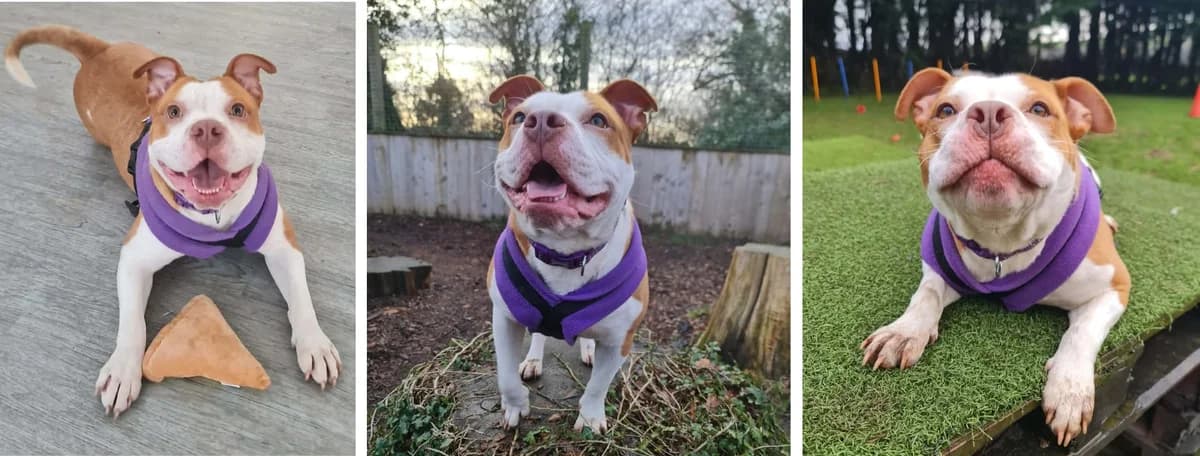 Adopt Skye, female young Staffordshire Bull Terrier for adoption at Hope Rescue, Pontyclun