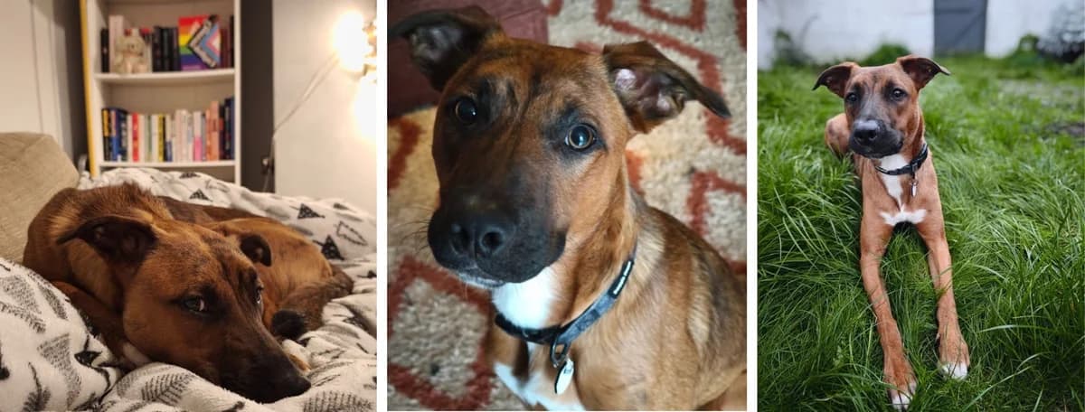 Adopt Tetris, male Mixed Breed for adoption at Pontyclun