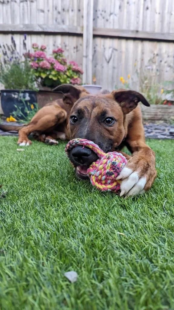 Adopt Tetris, red-brown male Mixed Breed for adoption at Hope Rescue, Pontyclun — photo 5 of 43