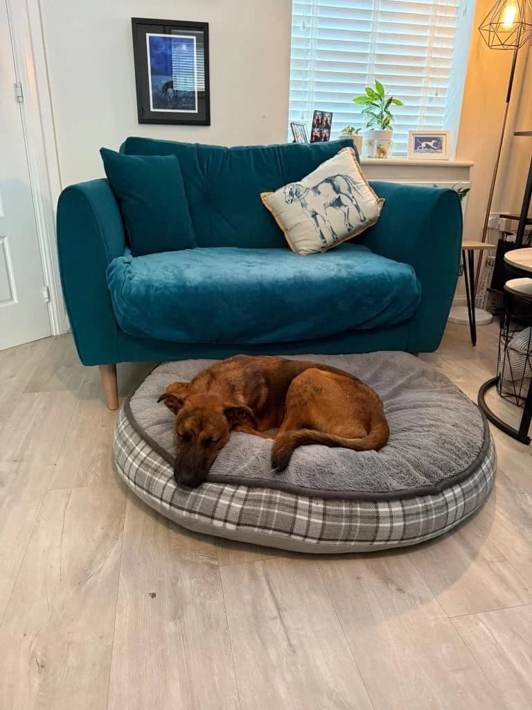 Adopt Tetris, red-brown male Mixed Breed for adoption at Hope Rescue, Pontyclun — photo 6 of 43