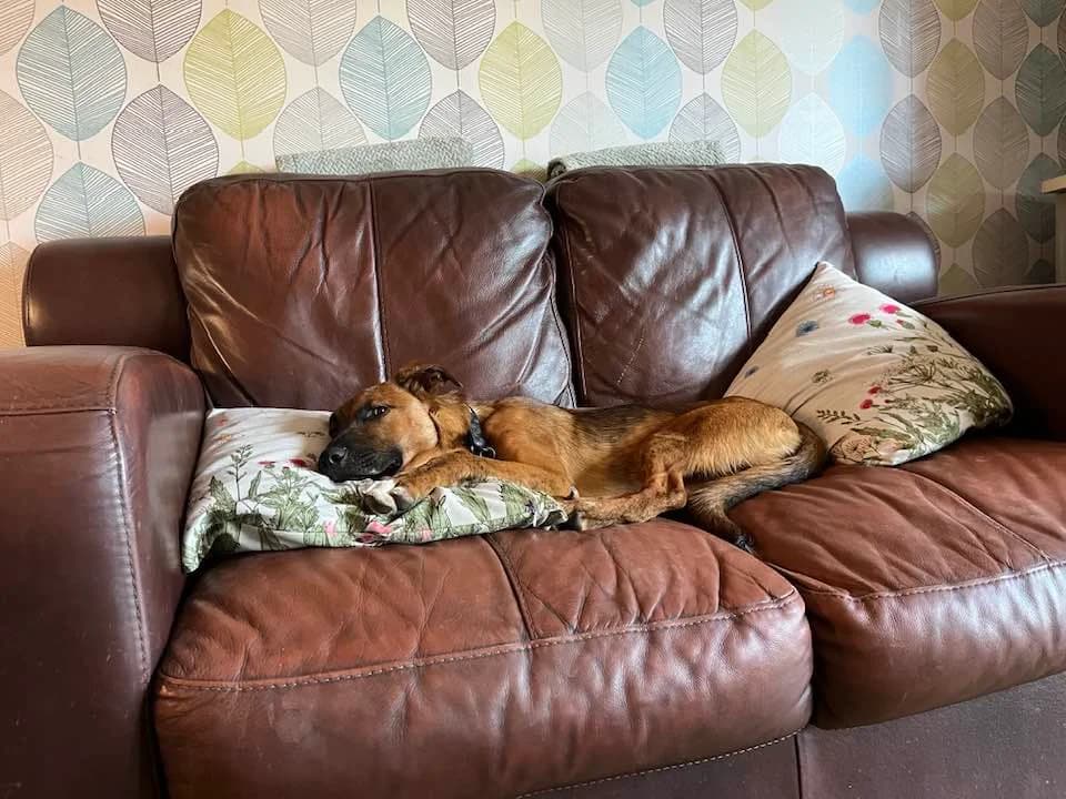 Adopt Tetris, red-brown male Mixed Breed for adoption at Hope Rescue, Pontyclun — photo 7 of 43