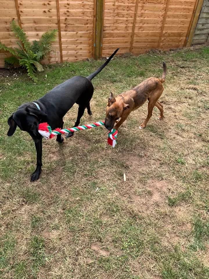 Adopt Tetris, red-brown male Mixed Breed for adoption at Hope Rescue, Pontyclun — photo 8 of 43