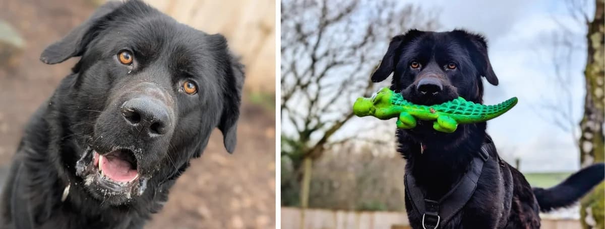 Adopt Victor, male Mixed Breed for adoption at Pontyclun