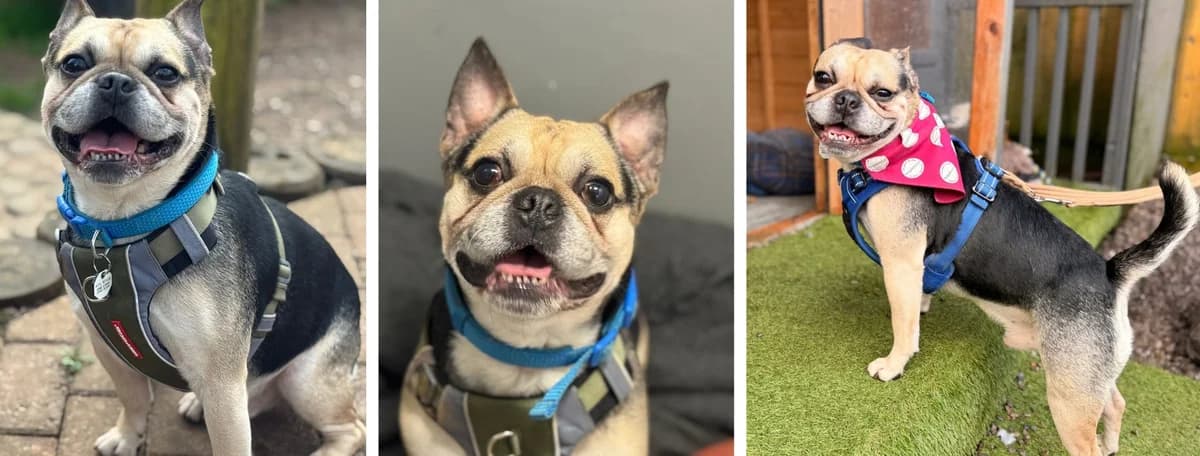 Adopt Wilt, male French Bulldog for adoption at Pontyclun