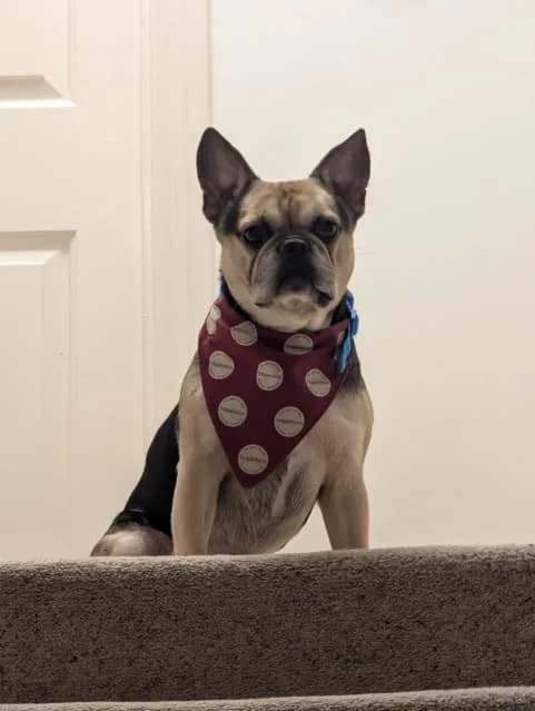 Adopt Wilt, cream male French Bulldog for adoption at Hope Rescue, Pontyclun — photo 5 of 38