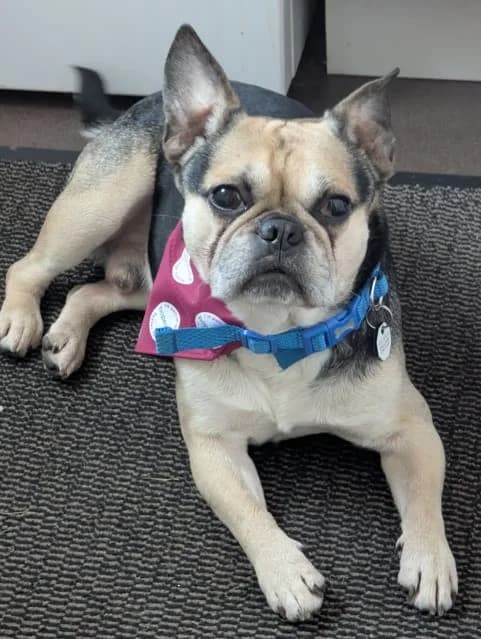 Adopt Wilt, cream male French Bulldog for adoption at Hope Rescue, Pontyclun — photo 6 of 38