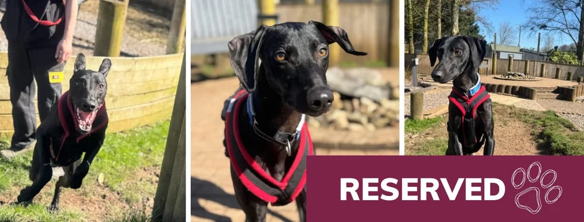 Adopt Zucco, male puppy Lurcher for adoption at Hope Rescue, Pontyclun