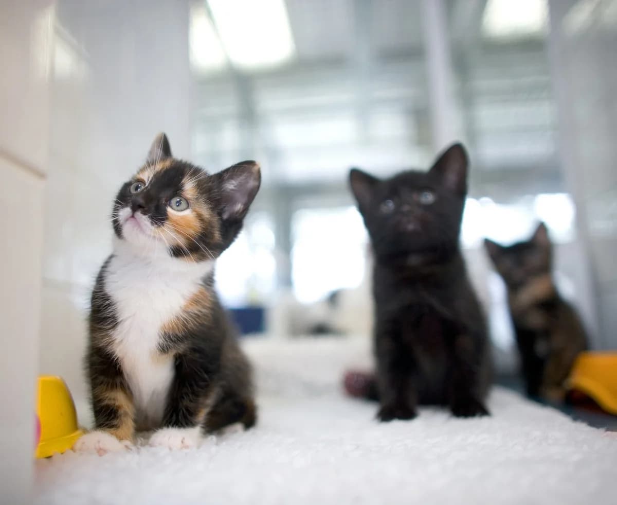 Getting a cat photo 2