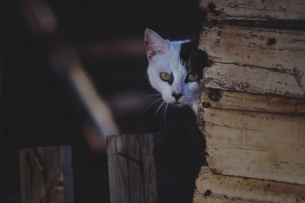 Getting a cat photo 7