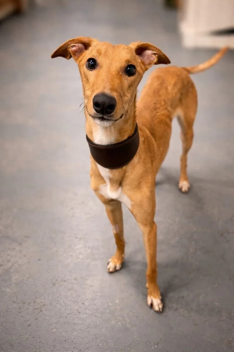Alan,  mixed breed for adoption at Newcastle Dog and Cat Shelter, Newcastle