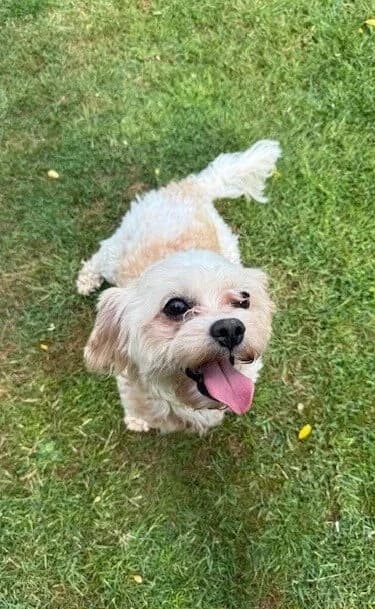 Alfie,  (All Dogs Matter)