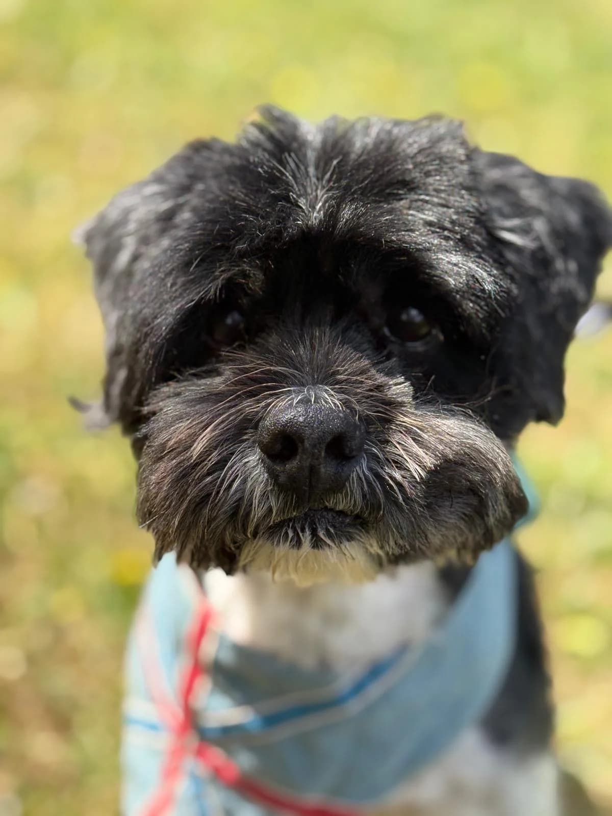 Alfie,  (All Dogs Matter)