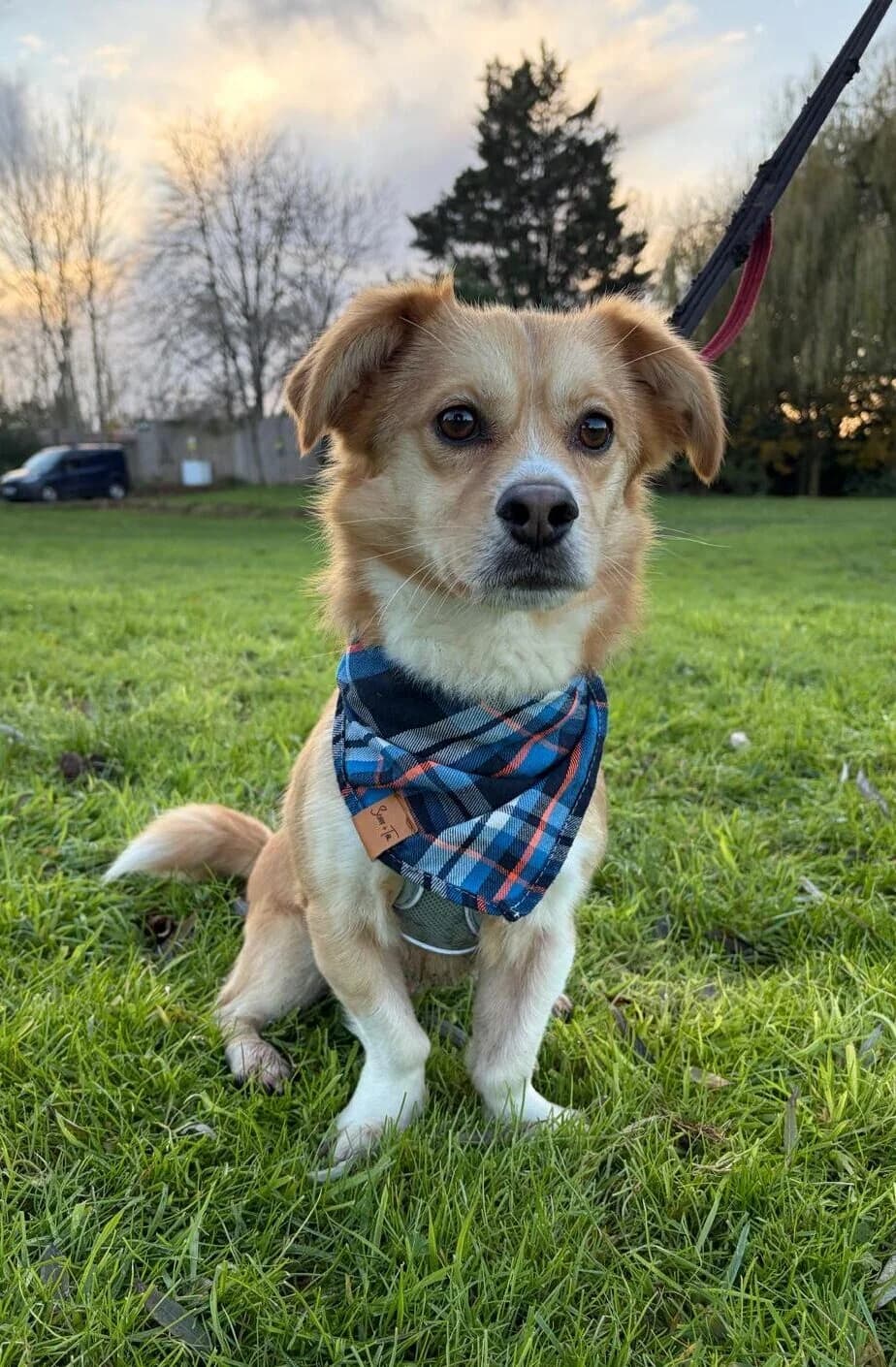 Alfie,  (All Dogs Matter)
