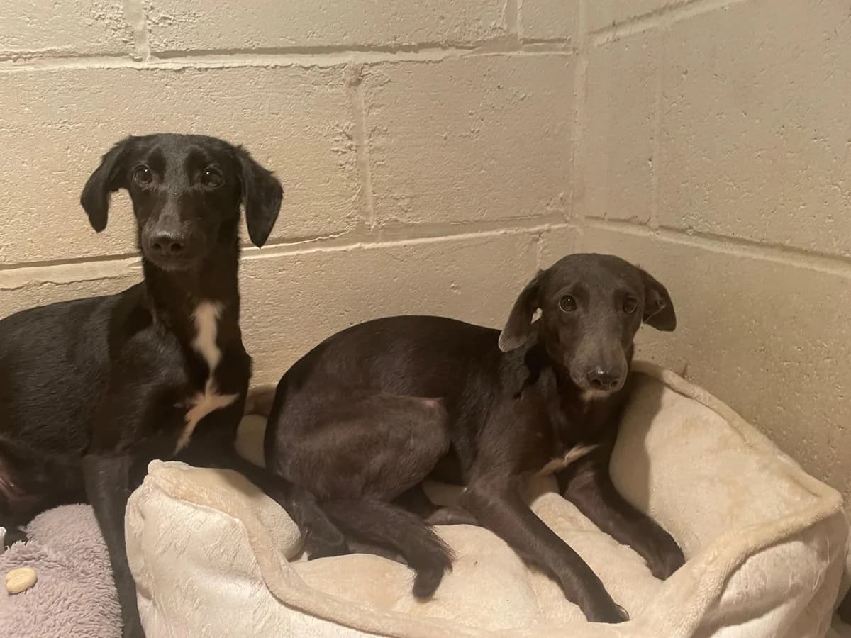 Ali and Jasper,  (All Dogs Matter)