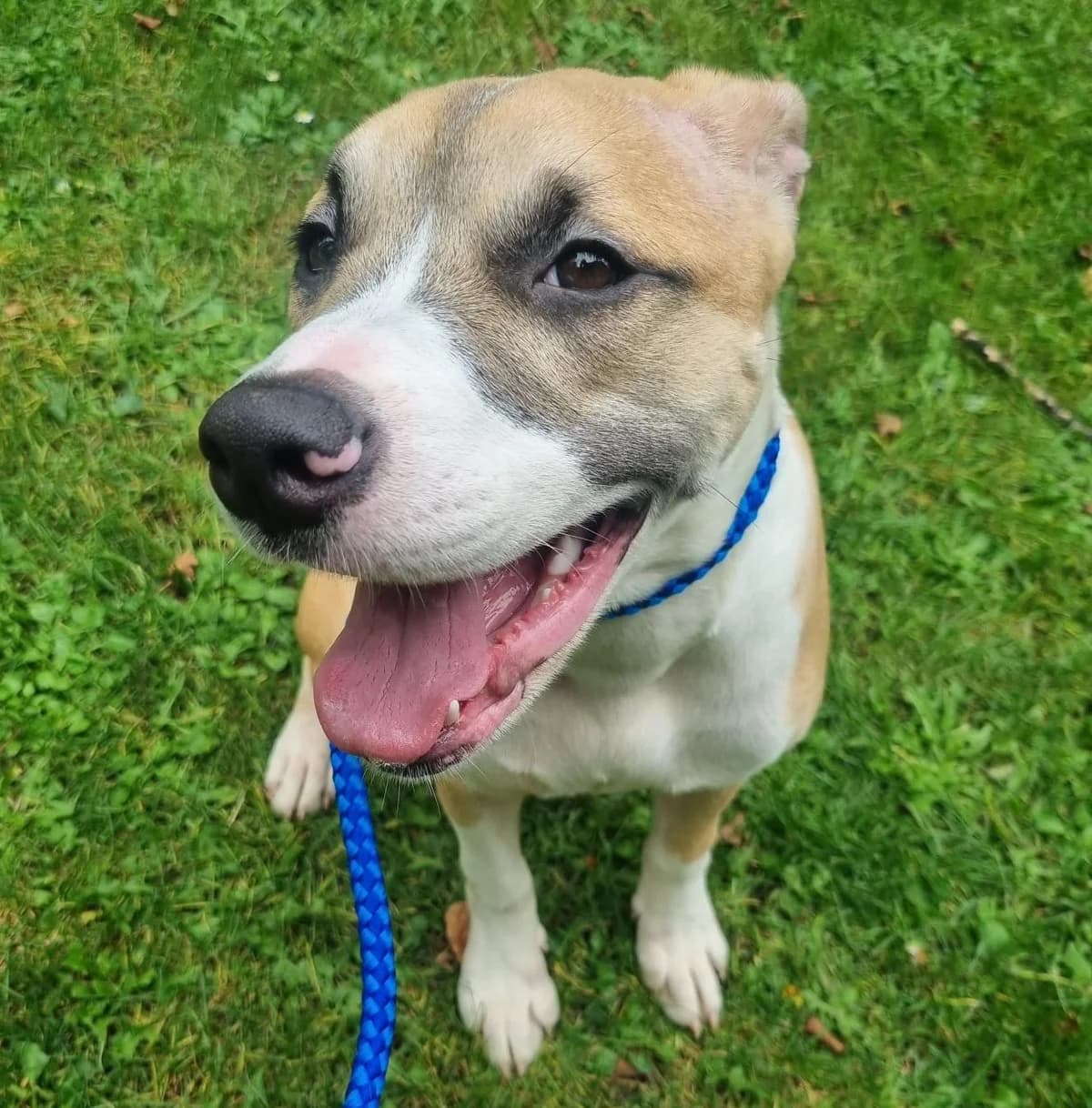 Alice, female 4yo mixed breed for adoption at All Dogs Matter, London