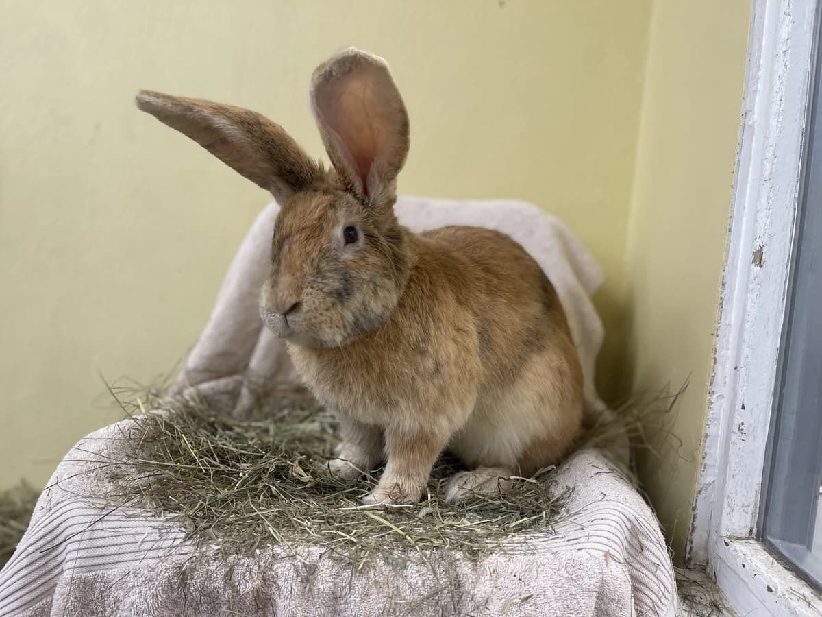All Might, male young Continental Giant for adoption at Woodgreen Pets Charity
