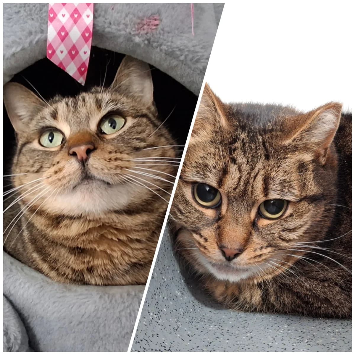 Ally and Rosie, female Mixed Breed for adoption at Liverpool