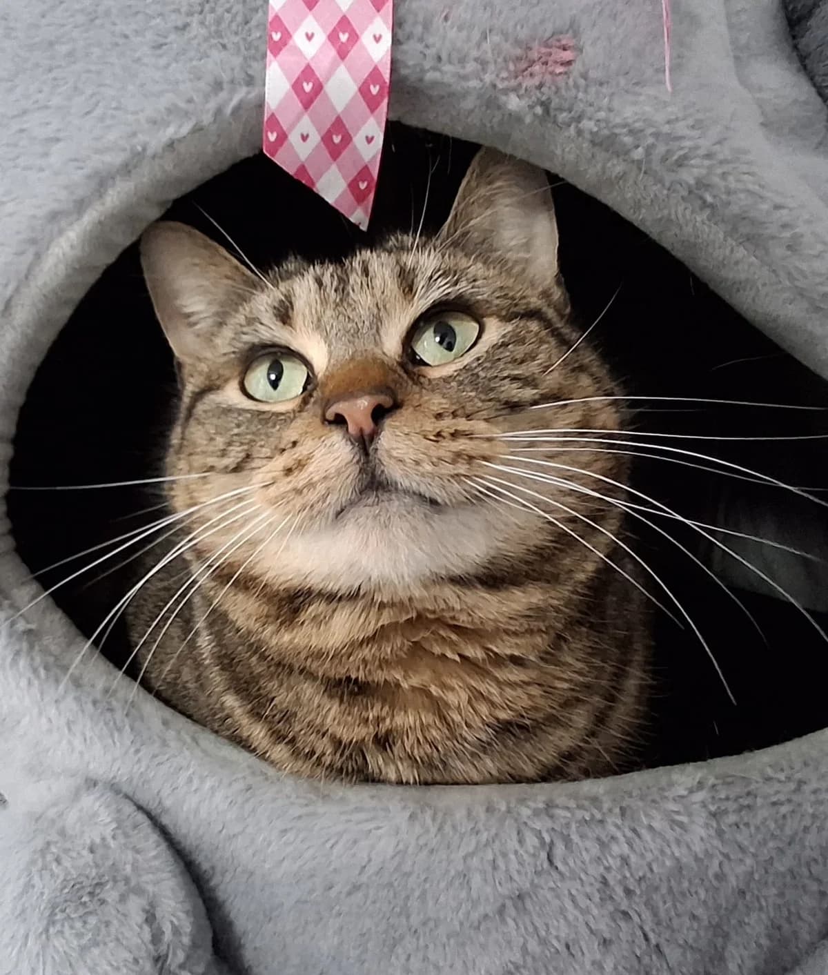 Ally and Rosie, female Mixed Breed for adoption at Freshfields Animal Rescue, Liverpool photo 2