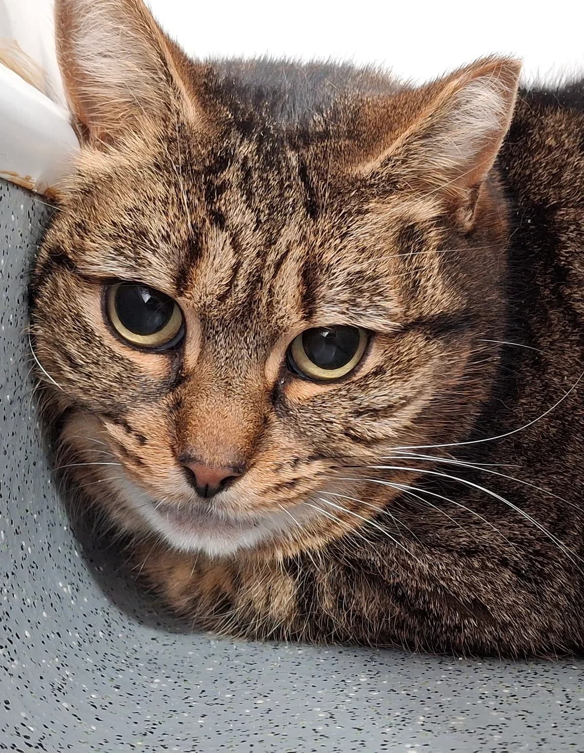 Ally and Rosie, female Mixed Breed for adoption at Freshfields Animal Rescue, Liverpool photo 3