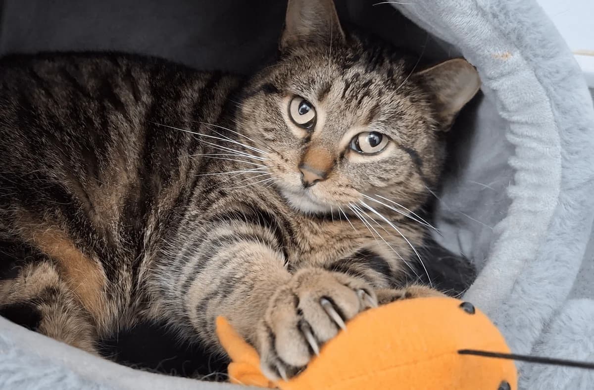 Ally and Rosie, female Mixed Breed for adoption at Freshfields Animal Rescue, Liverpool photo 4