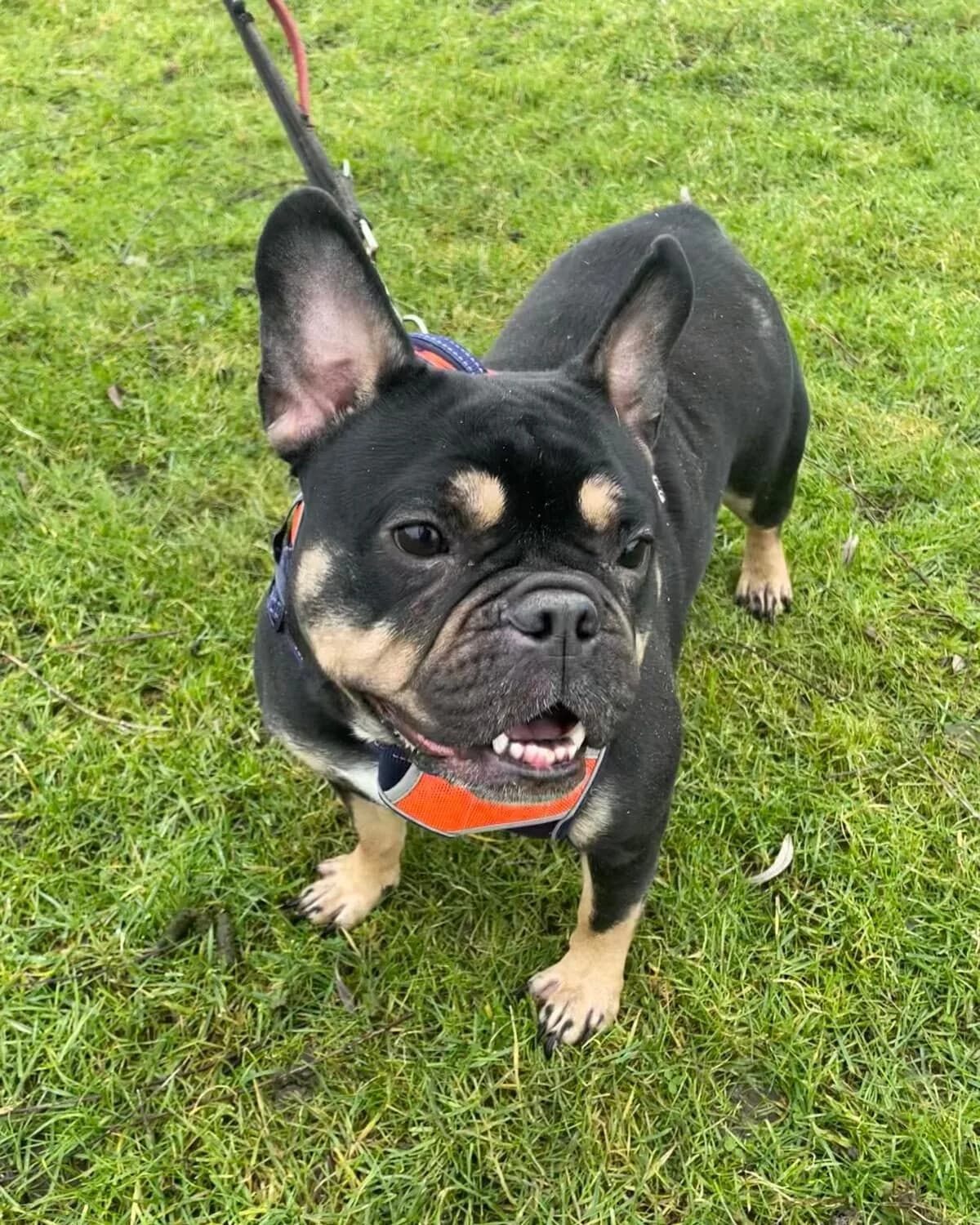 Amy,  (All Dogs Matter)