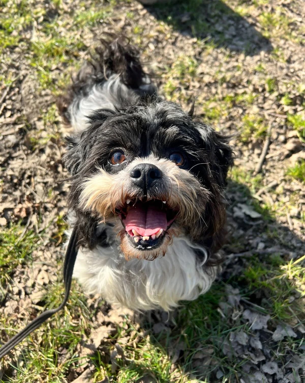 Andrea,  (All Dogs Matter)
