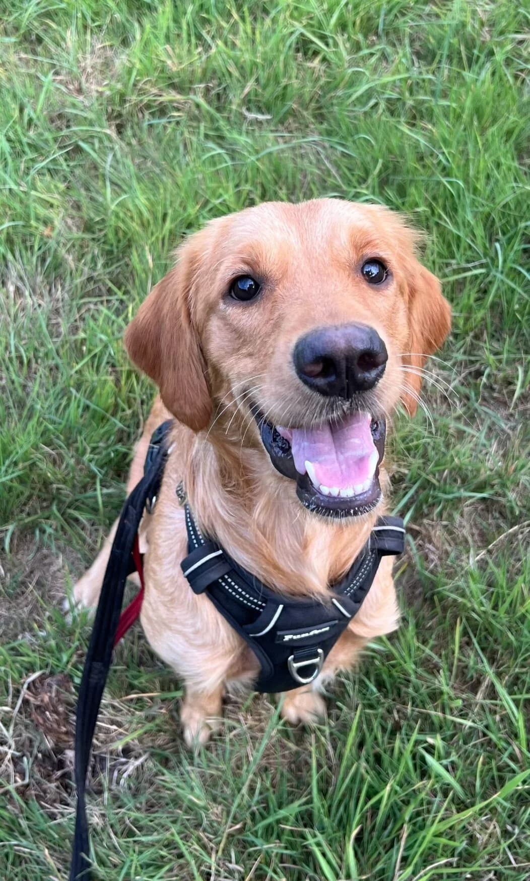 Anna,  (All Dogs Matter)