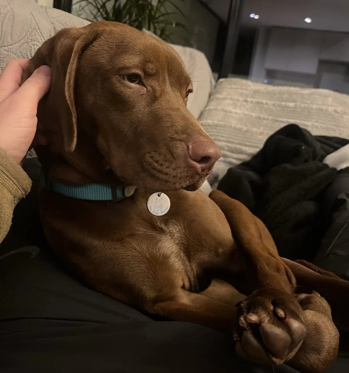 Annabell,  (All Dogs Matter)