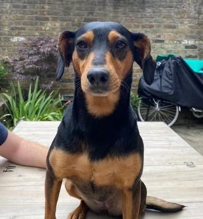 Annie, female senior mixed breed for adoption at All Dogs Matter, London