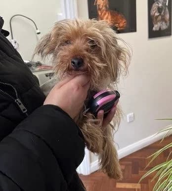 Annie,  (All Dogs Matter)