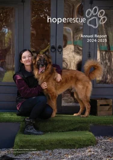 Annual report, young Mixed Breed for adoption at Hope Rescue, Pontyclun