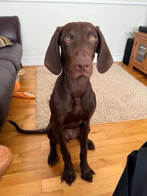Anton,  Cane Corso for adoption at Newcastle Dog and Cat Shelter, Newcastle